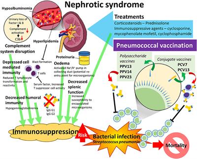 Safety and Efficacy of Pneumococcal Vaccination in Pediatric Nephrotic Syndrome